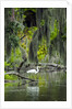 Great Egret by Anonymous