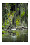 Great Egret by Anonymous