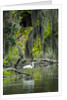 Great Egret by Anonymous