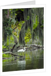 Great Egret by Anonymous