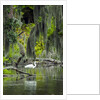 Great Egret by Anonymous