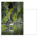 Great Egret by Anonymous