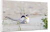 Least Tern by Anonymous