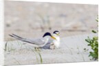 Least Tern by Anonymous