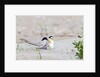 Least Tern by Anonymous