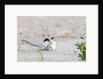Least Tern by Anonymous
