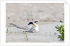 Least Tern by Anonymous