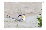 Least Tern by Anonymous
