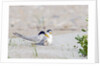 Least Tern by Anonymous