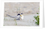 Least Tern by Anonymous