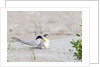 Least Tern by Anonymous