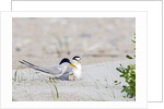 Least Tern by Anonymous