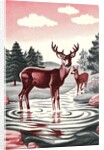 Deer in Stream by Anonymous