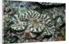 Fluted Giant Clam by Anonymous