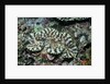 Fluted Giant Clam by Anonymous