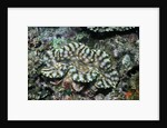 Fluted Giant Clam by Anonymous