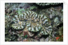 Fluted Giant Clam by Anonymous