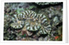 Fluted Giant Clam by Anonymous