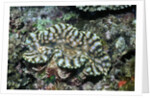 Fluted Giant Clam by Anonymous
