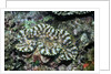Fluted Giant Clam by Anonymous