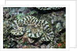 Fluted Giant Clam by Anonymous