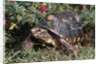 Red-Legged Tortoise by Anonymous