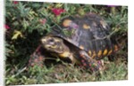 Red-Legged Tortoise by Anonymous