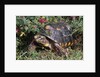 Red-Legged Tortoise by Anonymous