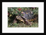 Red-Legged Tortoise by Anonymous