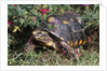 Red-Legged Tortoise by Anonymous