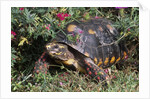 Red-Legged Tortoise by Anonymous