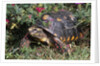 Red-Legged Tortoise by Anonymous