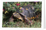 Red-Legged Tortoise by Anonymous