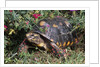 Red-Legged Tortoise by Anonymous