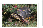 Red-Legged Tortoise by Anonymous