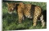 Jaguar by Anonymous