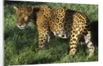 Jaguar by Anonymous