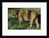 Jaguar by Anonymous