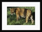 Jaguar by Anonymous