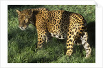 Jaguar by Anonymous