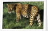 Jaguar by Anonymous