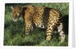 Jaguar by Anonymous