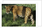 Jaguar by Anonymous
