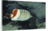 Red Sea Chevron Butterflyfish by Anonymous