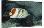 Red Sea Chevron Butterflyfish by Anonymous
