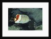 Red Sea Chevron Butterflyfish by Anonymous