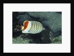 Red Sea Chevron Butterflyfish by Anonymous