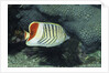 Red Sea Chevron Butterflyfish by Anonymous