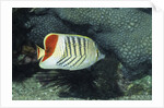 Red Sea Chevron Butterflyfish by Anonymous