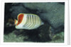 Red Sea Chevron Butterflyfish by Anonymous